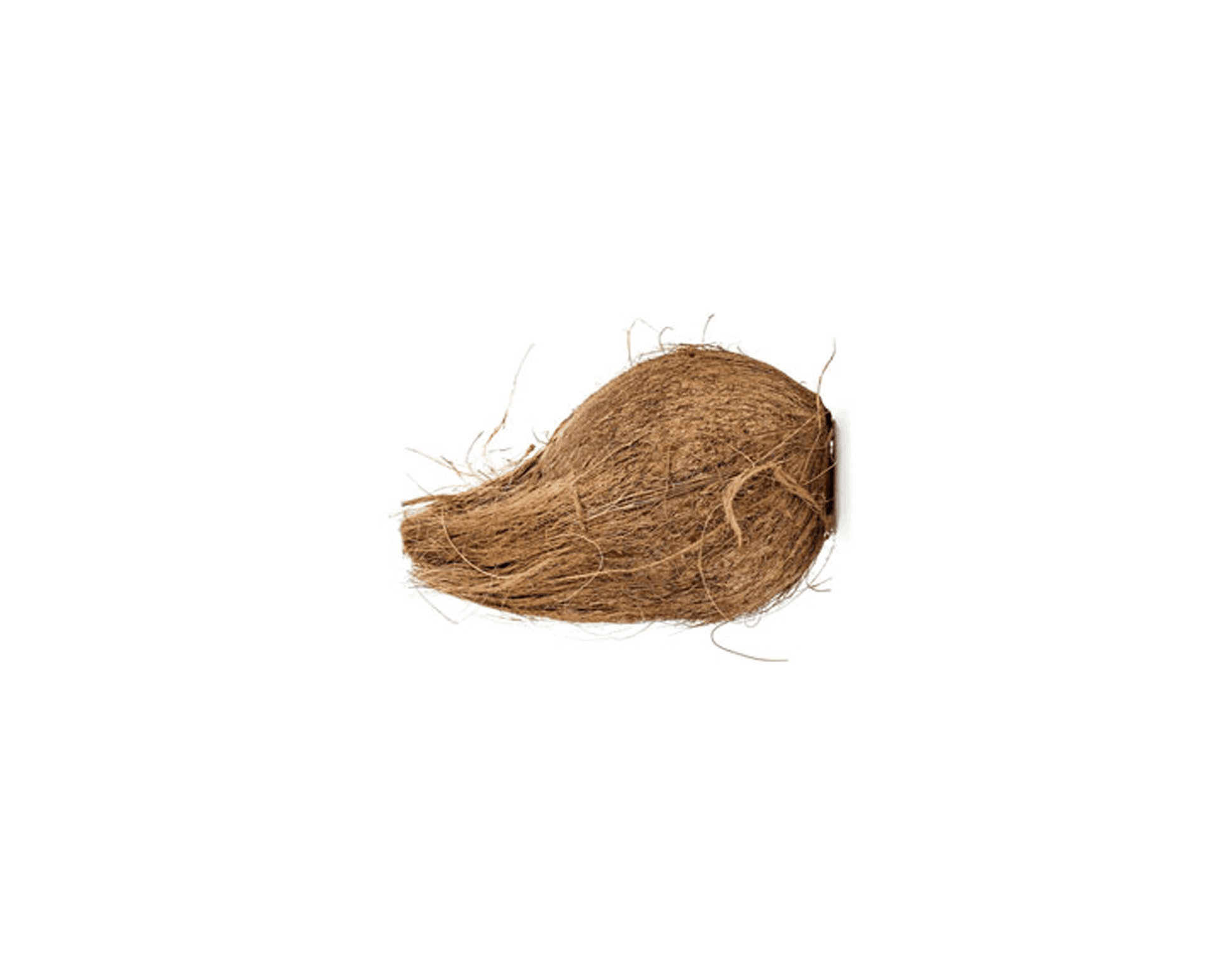 Coconut Puja 1pcs - Indian Spices